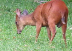 Cephalophorus natalensis