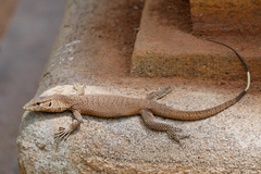 Varanus bengalensis