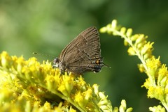 Satyrium calanus falacer