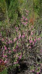Erica diaphana