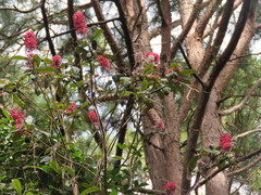 Arachnothryx evansii