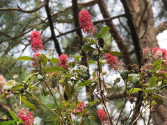 Arachnothryx evansii