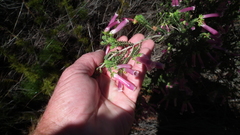 Erica diaphana