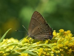 Satyrium calanus falacer