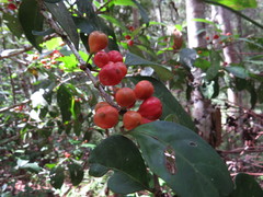 Cyclophyllum multiflorum