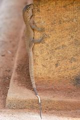 Varanus bengalensis