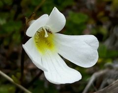 Ourisia caespitosa