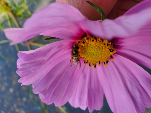 Unknown species found near Maryland, US