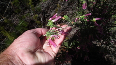 Erica diaphana