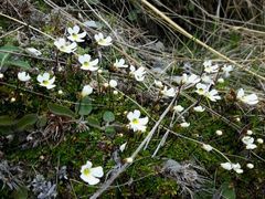 Ourisia caespitosa