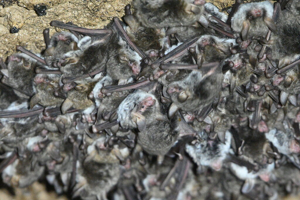 Escalera’s Bat