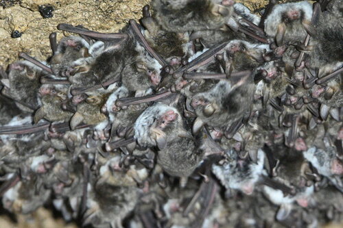 Escalera's Myotis (Myotis escalerai)