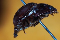 Saragus pascoei