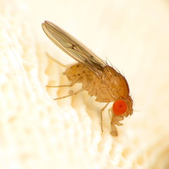 Drosophila falleni