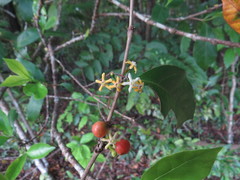 Cyclophyllum multiflorum