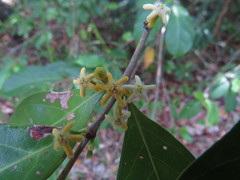 Cyclophyllum multiflorum