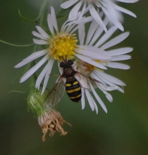 Unknown species found near Centerville, OH, USA
