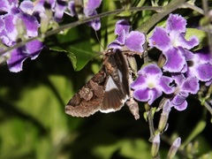 Melipotis famelica