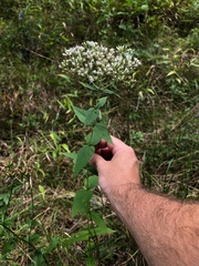 Eupatorium godfreyanum