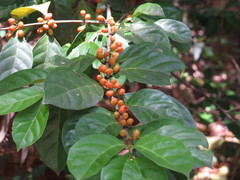 Cyclophyllum multiflorum