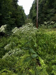 Eupatorium godfreyanum