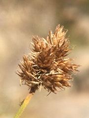 Carex macloviana