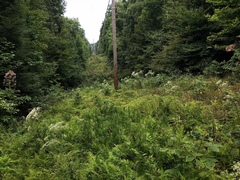 Eupatorium godfreyanum