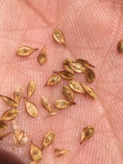 Carex macloviana