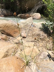 Carex macloviana