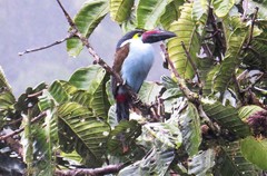 Andigena nigrirostris