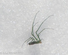 Tetragnatha viridis