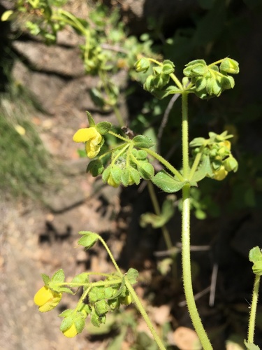 Calceolaria petioalaris (Calceolaria petioalaris)