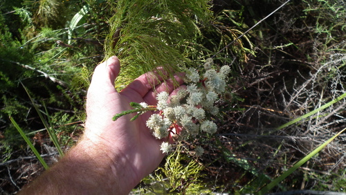 Berzelia intermedia (Berzelia intermedia)