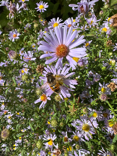 Unknown species found near Technology Park Dr, Billerica, MA, US