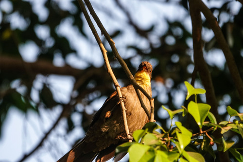 Yellow-gorgeted Greenbul