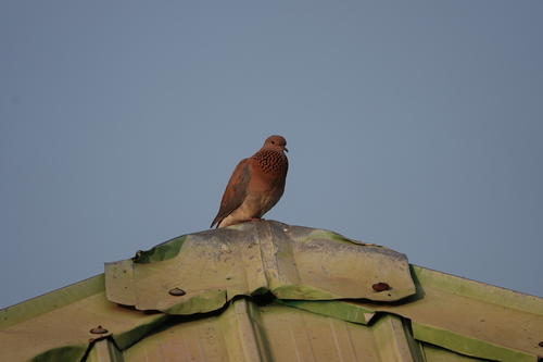Laughing Dove