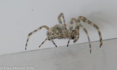 Araneus cavaticus