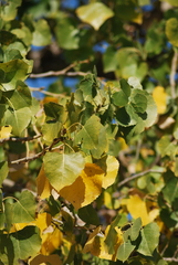 Populus fremontii fremontii