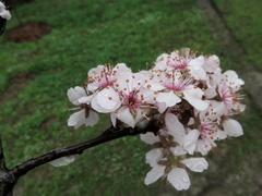 Prunus munsoniana