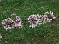 Prunus munsoniana