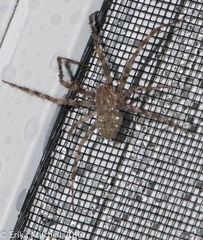 Araneus cavaticus