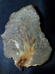 Truncocolumella citrina