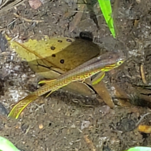 Elegant killi (Aphyosemion elegans) — Nothobranchiidae