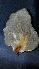 Truncocolumella citrina