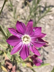 Malesherbia linearifolia