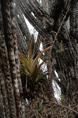Tillandsia geissei