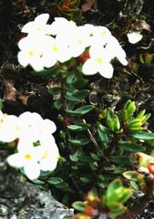 Pimelea oreophila