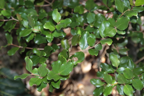 Eugenia gacognei observed 2025-09-14