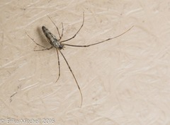 Tetragnatha elongata