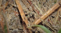 Pheidole metallescens